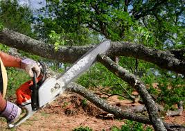 Reliable Wheaton, MD Tree Services Solutions