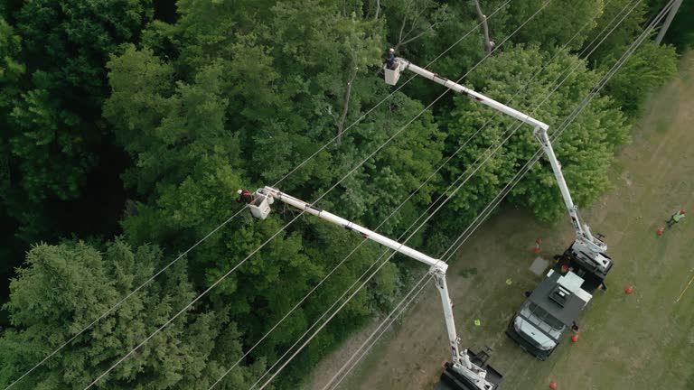 How Our Tree Care Process Works  in  Wheaton, MD